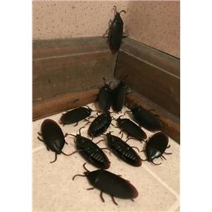 12 Fake Cockroaches Realistic Rubber Roach Gag Joke Prank