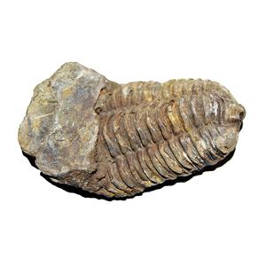 Flexicalymene TRILOBITE 2-3 Inch "C" Grade REAL Fossil Morocco 450 MYO #14338