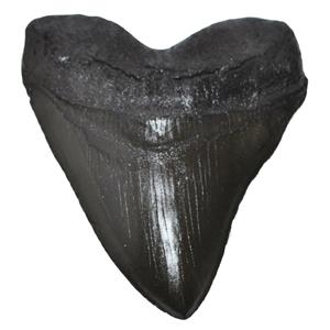 MEGALODON Shark Tooth Fossil CAST #3 Black (Replica - Reproduction) 13o