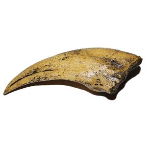 VELOCIRAPTOR Claw Replica (Cast) #2 - Not Real Fossil - #10113 4o