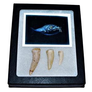 Enchodus Tooth Fossils 145 Million Yrs Old w/ Display Box #13806