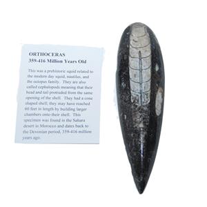 ORTHOCERAS Squid Fossil (Large) 450 Million Years Old #13407 8o