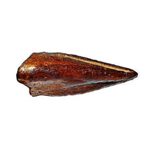 Spinosaurus Dinosaur Toe Claw Cast (Replica - Not Real Fossil) #10207 4o