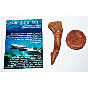 Onchopristis Vertebra & Tooth Fossil 3  inches 100 MYO 14572 5o