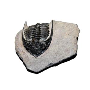 Odontochile TRILOBITE Fossil Morocco 400 Million Years old #13300 14o