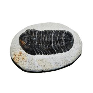 Phacops TRILOBITE Fossil Morocco 390 Million Years old #13810 12o