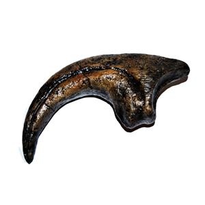 Allosaurus Dinosaur Claw Cast #18 (Fossil Replica - Reproduction) 24o