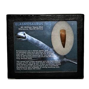 Elasmosaur Dinosaur Tooth 1.486 inches MDB w/COA 80 MYO 10o