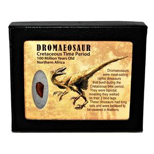 Dromeosaur Raptor Dinosaur Tooth Fossil .617 inch w/ Display Box SDB #14771 11o