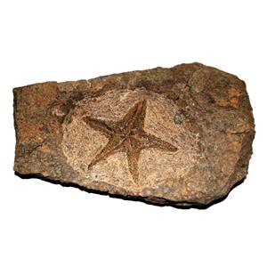 Starfish Fossil Ordovician 450 Million Years Ago Morocco #14901 56o