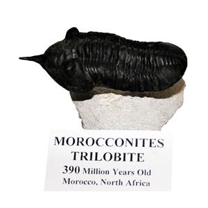 Morocconites TRILOBITE Fossil Morocco 390 Million Years old #14916 13o