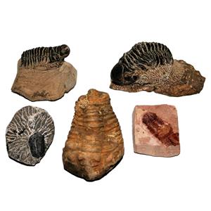 TRILOBITES (Real Fossils) Collector Lot of 5 Different Species #14932  30o