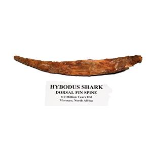 HYBODUS Shark Dorsal Fin Spine Real Fossil 6 1/2 inch #14963 5o
