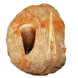 MOSASAUR Dinosaur Tooth Fossil in Matrix 2.282 in #15003 34o