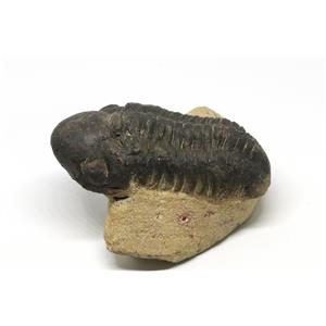 Reedops TRILOBITE Fossil Morocco 390 Million Years old #15164 12o