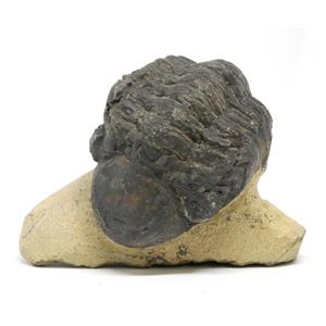 Reedops TRILOBITE Fossil Morocco 390 Million Years old #15167 6o