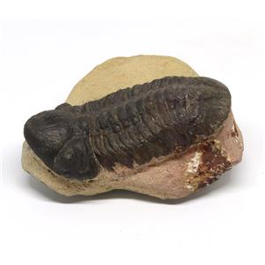 Reedops TRILOBITE Fossil Morocco 390 Million Years old #15210 12o