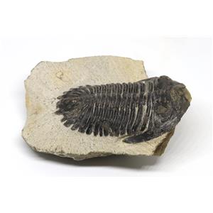 TRILOBITE Hollardops Fossil Morocco 390 Million Years old #15224 15o