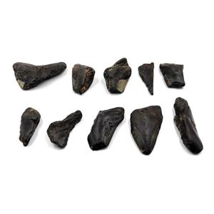 MEGALODON TEETH Lot of 10 Shards Fossils w/10 info cards SHARK #15665 32o