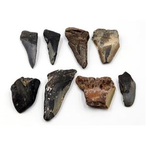 Megalodon Teeth Lot of 8 Fossils w/8 info cards Shark #15667