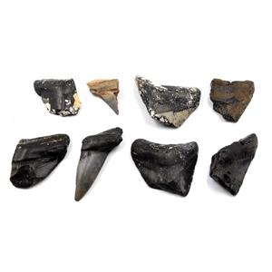 MEGALODON TEETH Lot of 8 Fossils w/8 info cards SHARK #15671 39o