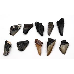 MEGALODON TEETH Lot of 10 Fossils w/10 info cards SHARK #15698 23o
