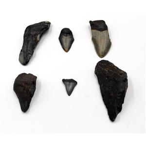 MEGALODON TEETH Lot of 6 Fossils w/6 info cards SHARK #15703 17o