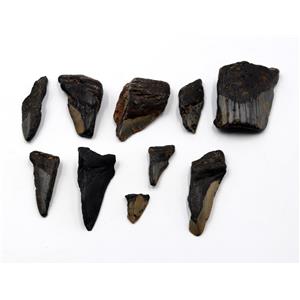 MEGALODON TEETH Lot of 10 Fossils w/10 info cards SHARK #15707 25o