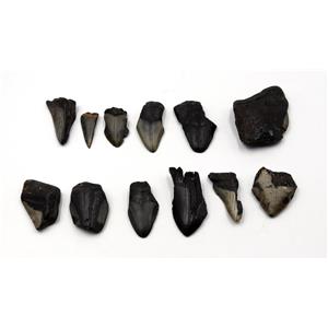 MEGALODON TEETH Lot of 12 Fossils w/12 info cards SHARK #15708 23o