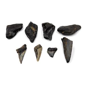 MEGALODON TEETH Lot of 8 Fossils w/8 info cards SHARK #15720 16o