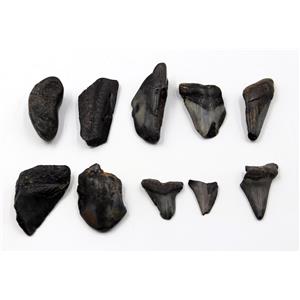 MEGALODON TEETH Lot of 10 Fossils w/10 info cards SHARK #15721 16o