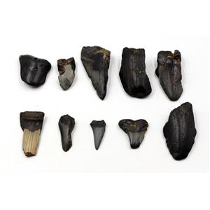 MEGALODON TEETH Lot of 10 Fossils w/10 info cards SHARK #15724 16o