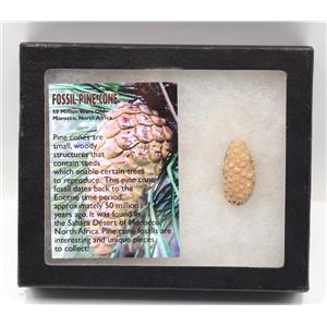 Pine Cone Fossil w/ Display Box LDB 50 Million Yrs Old COA #15851 13o