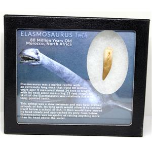 Elasmosaur Dinosaur Tooth 1.493 inches MDB w/COA 80 MYO #16043 13o