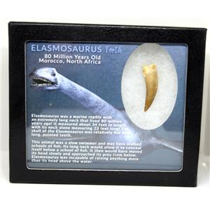 Elasmosaur Dinosaur Tooth 1.538 inches MDB w/COA 80 MYO #16064 13o