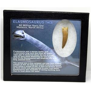 Elasmosaur Dinosaur Tooth 1.652 inches MDB w/COA 80 MYO #16076 13o