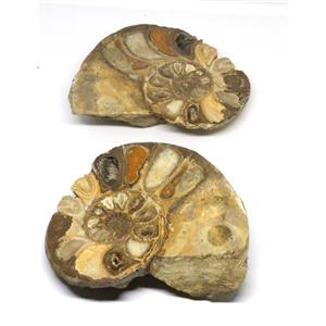 Ammonite Acanthoceras Split Polished Fossil Texas 96 MYO w/label  #16212 26o