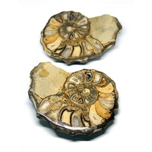 Ammonite Acanthoceras Split Polished Fossil Texas 96 MYO w/label  #16243 36o