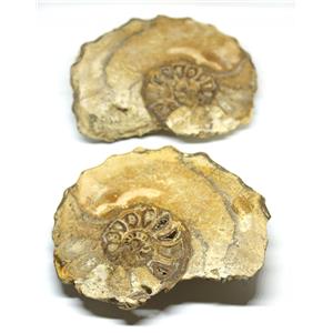 Ammonite Acanthoceras Split Polished Fossil Texas 96 MYO w/label  #16245 43o