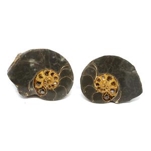 Ammonite Hoploscaphites Split Polished Fossil Montana 100 MYO w/label #16278 14o