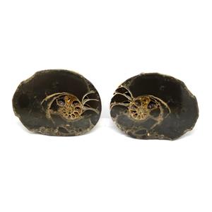 Ammonite Hoploscaphites Split Polished Fossil Montana 100 MYO w/label #16284 14o