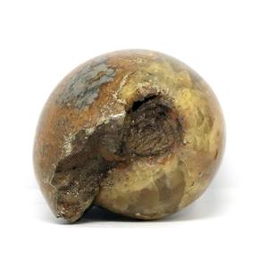 Ammonite Cadoceras Fossil #16309
