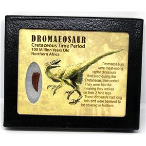 Dromeosaur Raptor Dinosaur Tooth Fossil .799 inch w/ Display Box SDB #16457 11o