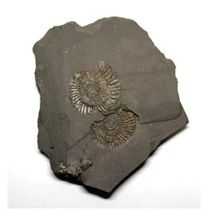 Dactylioceras Ammonite Fossil 180 MYO Germany #16493 13o