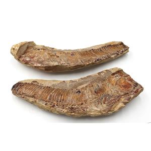 Vinctifer Fossil Fish 110 MYO Cretaceous Brazil #16625 100o