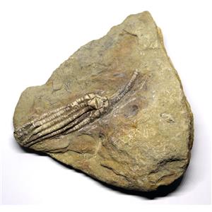 Crinoid Fossil Scytalocrinus Robustus Indiana #16699 22o