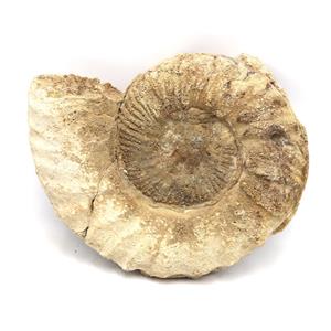 Prionocyclus Ammonite Fossil Cretaceous 85 MYO Wyoming #16771 106o