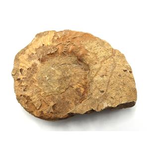 Prionocyclus Ammonite Fossil Cretaceous Wyoming16772