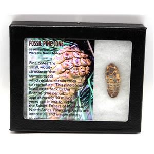 Pine Cone Fossil w/ Display Box 16773
