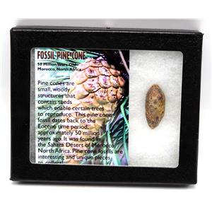 Pine Cone Fossil w/ Display Box 16775